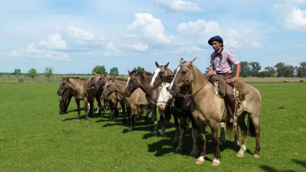 Gaucho and criollo horses