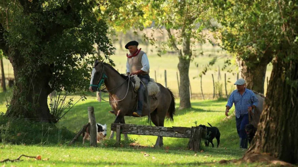 All about 'Gauchos', the Argentina Cowboys | Camino Pampa