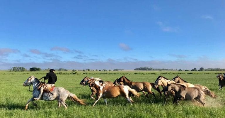 All About the Argentine Criollo Horse | Camino Pampa