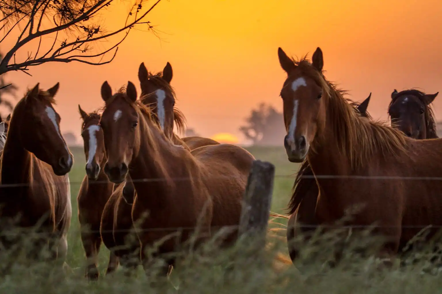 Private Gaucho Experience Camino Pampa