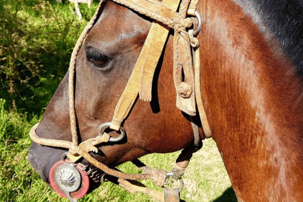 Horse Ride Buenos Aires Argentina