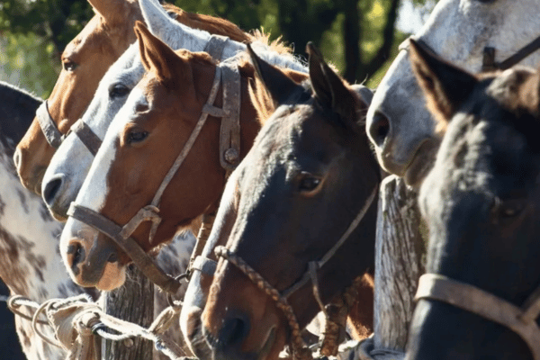 Horseback Riding Buenos Aires